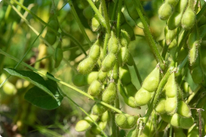 Traditional Heirloom Crops