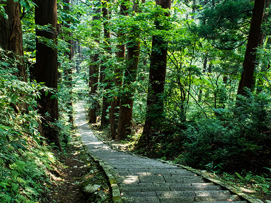 パワーを感じる羽黒山の杉並木