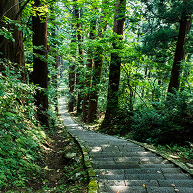 杉並木に囲まれた参道。のぼるならスニーカーが必須！