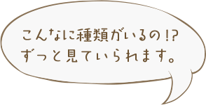 こんなに種類がいるの！？ずっと見ていられます。