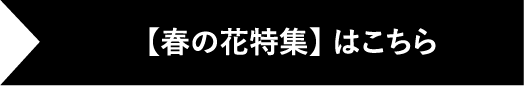 【春の花特集】はこちら