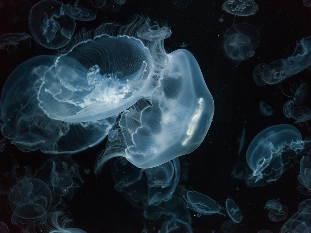 加茂水族館