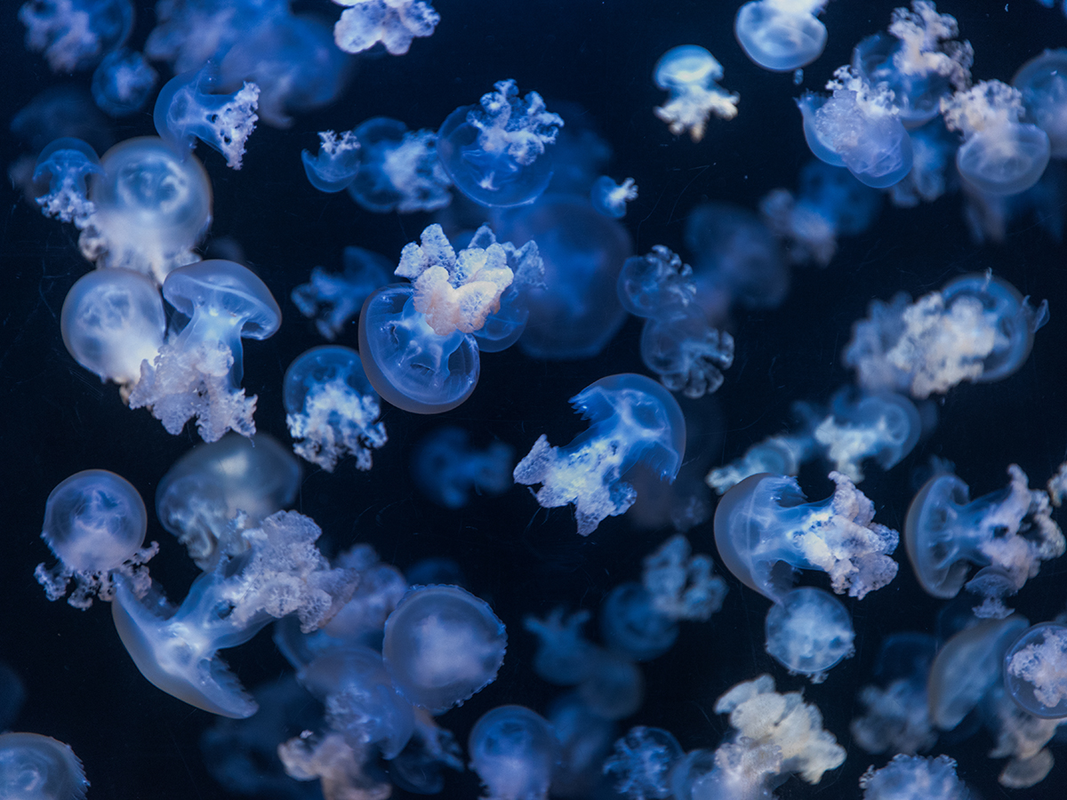 加茂水族館 クラゲドリーム館 つるおか観光ナビ