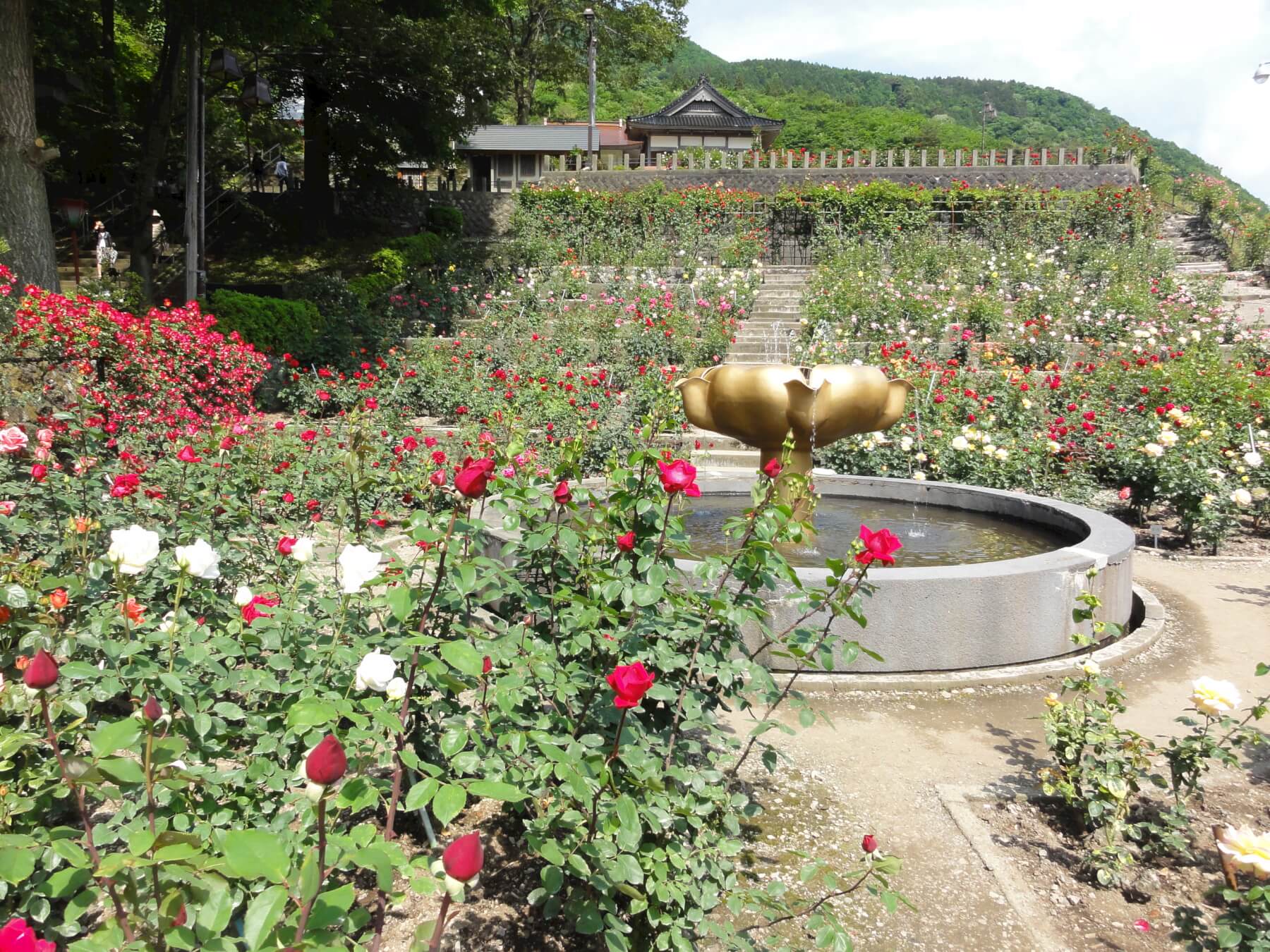 あつみ温泉ばら園 つるおか観光ナビ