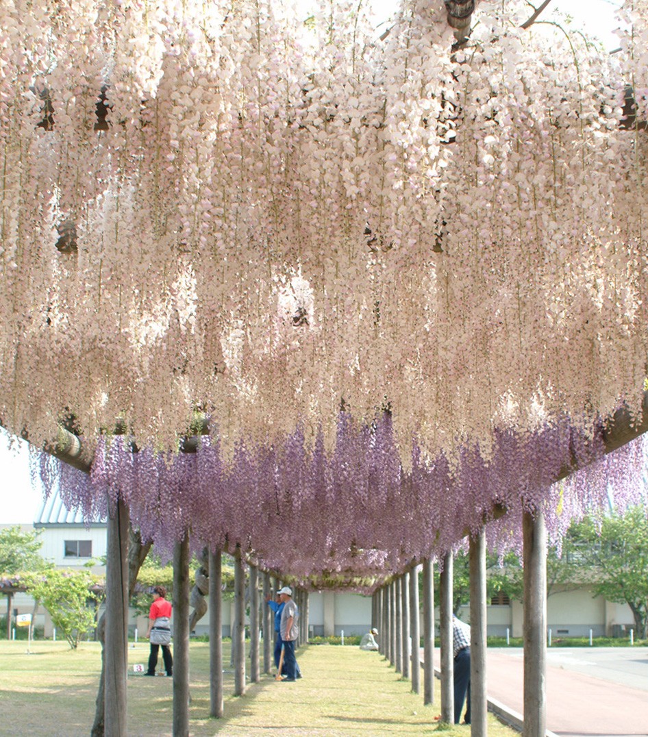 ふじの花まつり 5月上旬 つるおか観光ナビ