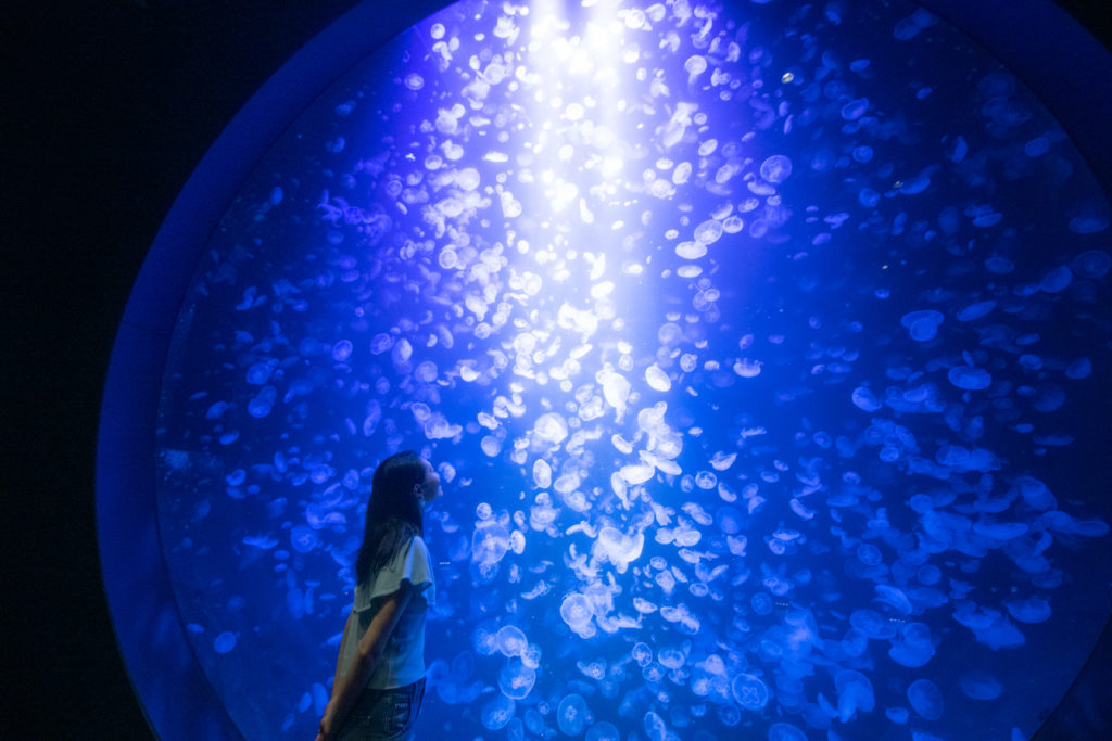 加茂水族館