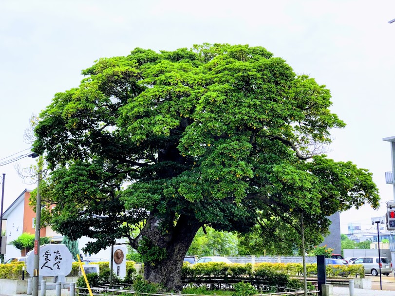 馬場町のタブの木 つるおか観光ナビ