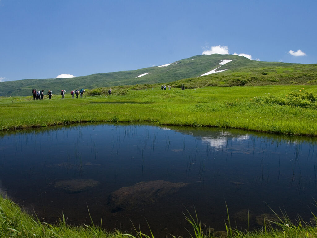 月山弥陀ヶ原湿原