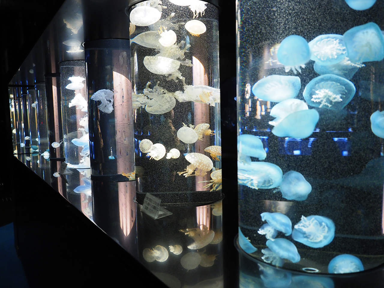 幻想的なクラゲの世界へ！加茂水族館 – つるおか観光ナビ