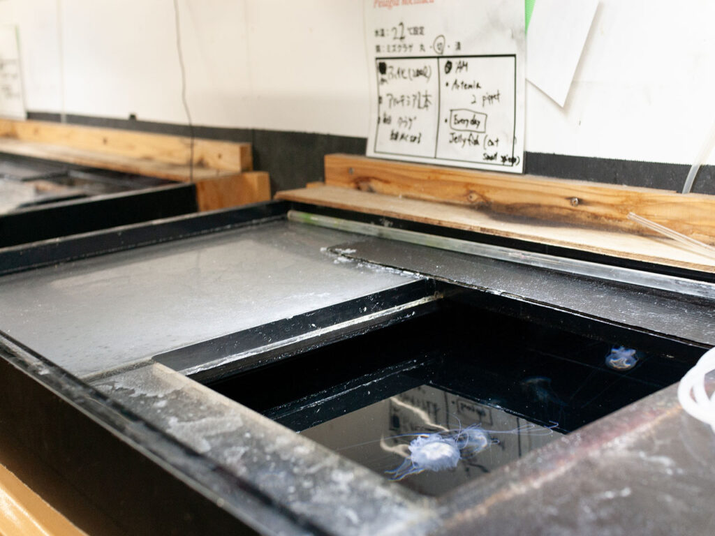 加茂水族館バックヤードツアー