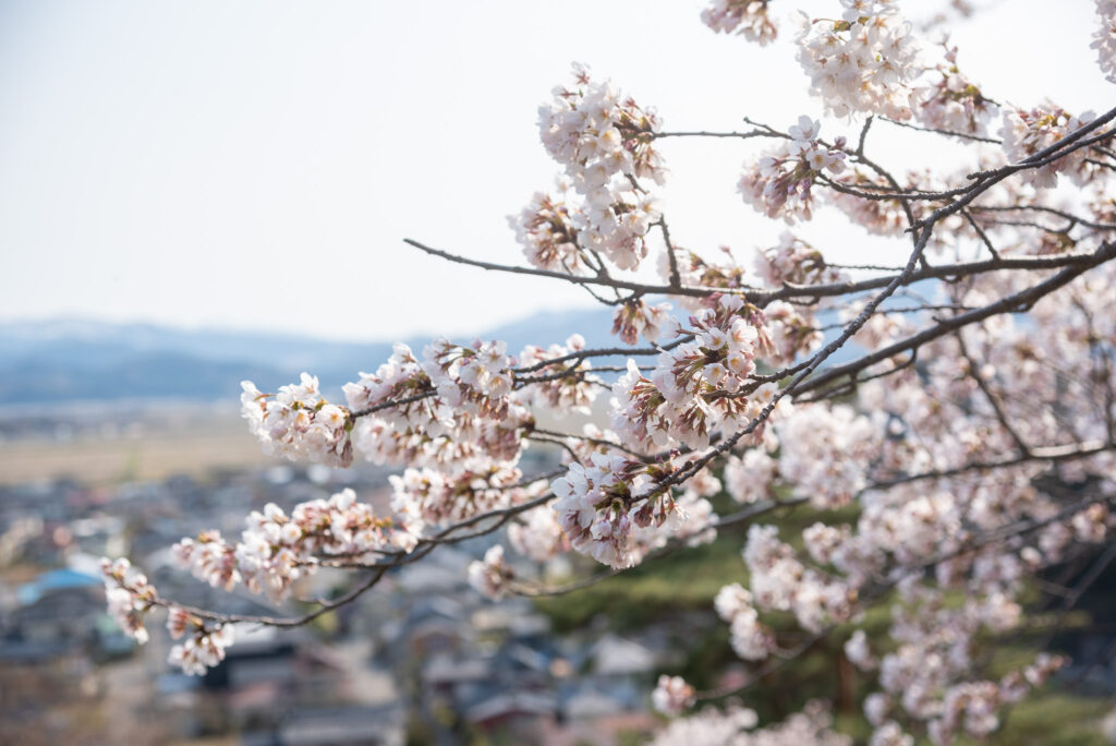 【原画・送料無料】春　迎春　お部屋でお花見気分　「桜」原画縦約40㎝×横約40㎝ pixta_40180464_M-375x195.jpg