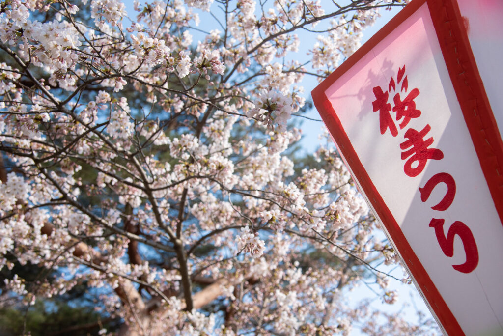 2025.2.4満園春色　桜園 大山公園 さくらウィーク【2025年4月5日～4月13日】 – つるおか観光ナビ