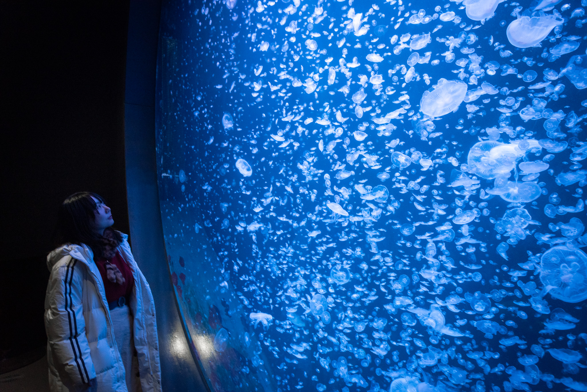 鶴岡市立加茂水族館